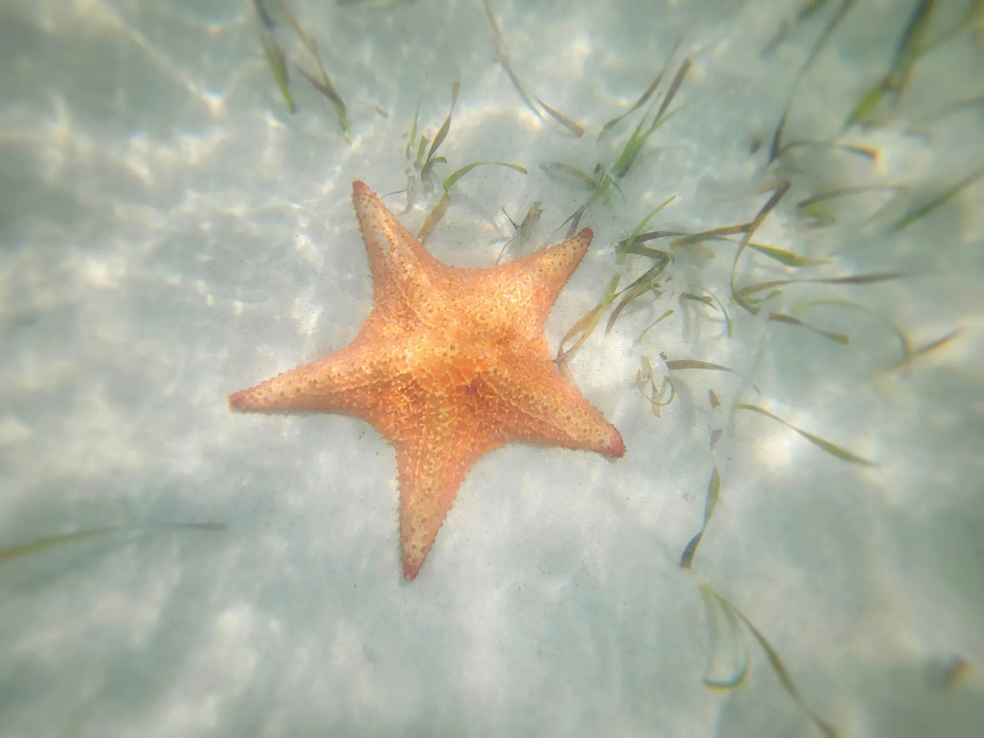 The Ultimate Guide to Grand Cayman’s Best Beaches: From Secluded Coves ...
